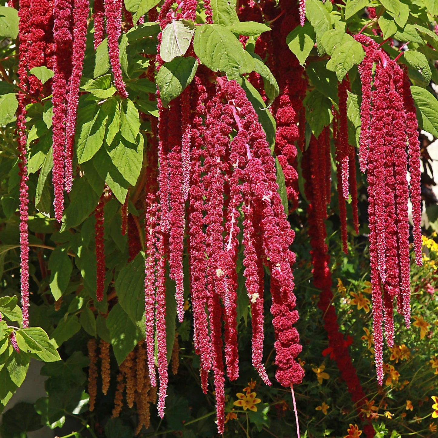 Amaranthus Love Bleeding 50+ Seeds