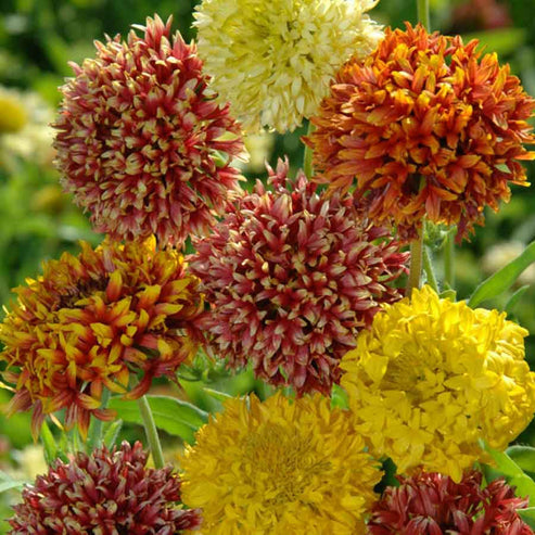 Gaillardia Double Mix 20+ Seeds