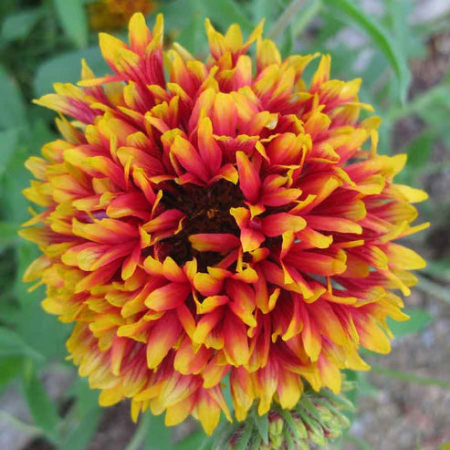 Gaillardia Double Mix 20+ Seeds