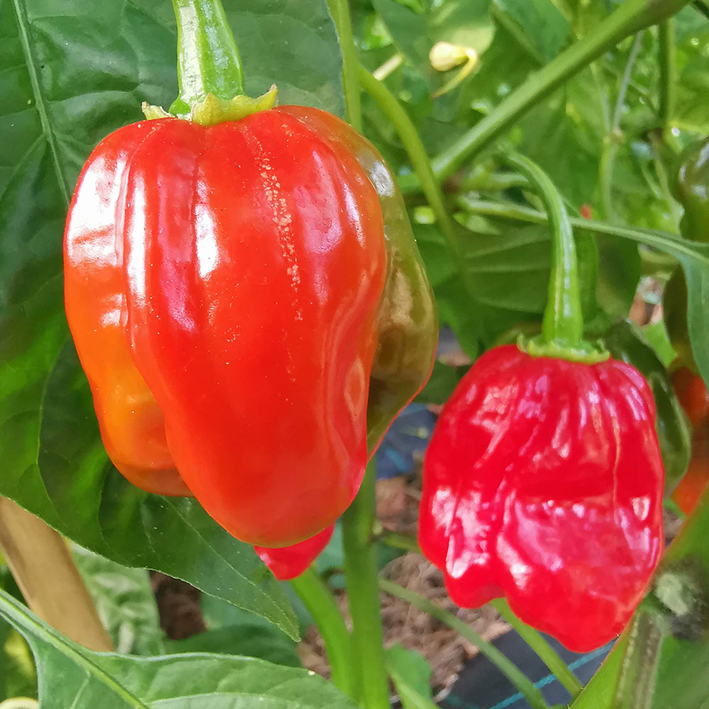 Hortus Organic Red Habanero Pepper