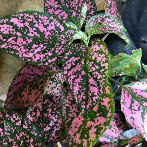 Hypoestes Pink Polka Dwarf 50+ Seeds