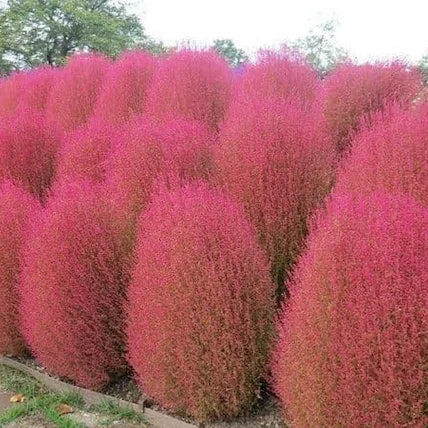 Kochia Red Globe 30+ Seeds