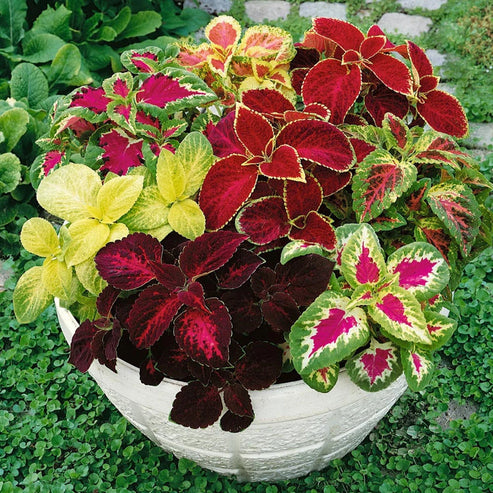 Coleus Rainbow Mix 50+ Seeds