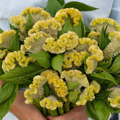 Celosia Cristata Cockscomb Lemon Lime Dwarf 50+ Seeds