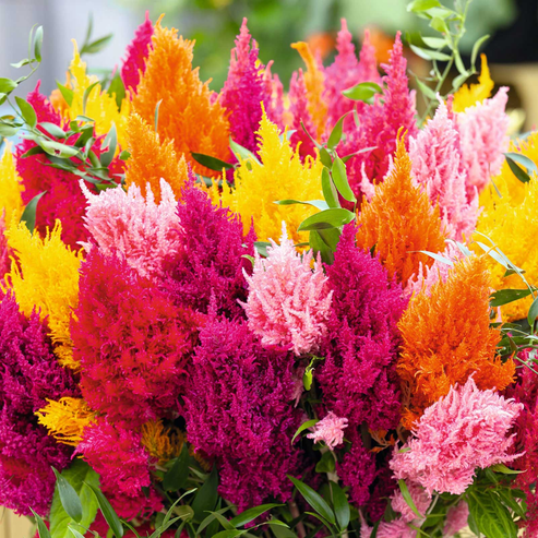 Celosia Pulmosa Tall Mix 50+ Seeds