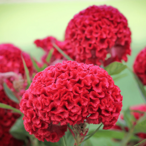 Celosia Cristata Cockscomb Cherry Red Dwarf 50+ Seeds