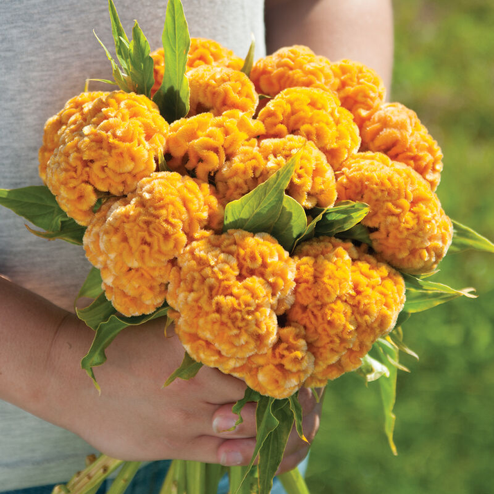 Celosia Cristata Cockscomb Golden Yellow Dwarf 50+ Seeds