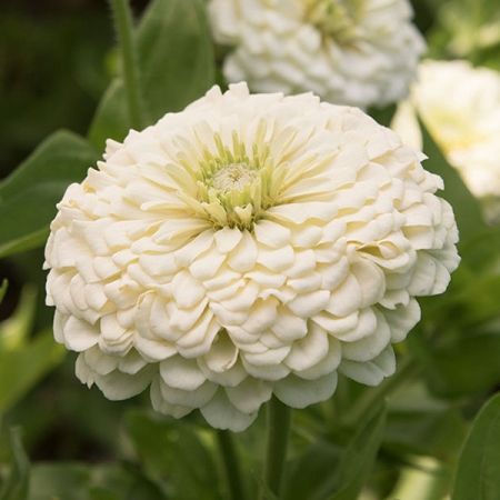 F1 Zinnia Elegans White Dwarf 20 Seeds