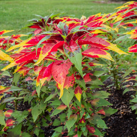 Amaranthus Tricolor 50+ Seeds