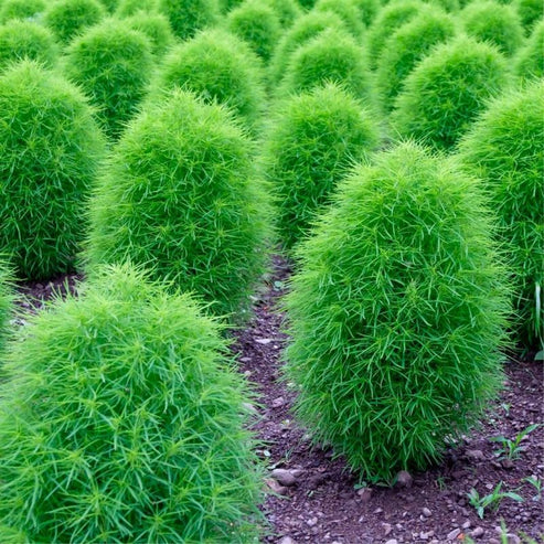 Kochia Bush 30+ Seeds