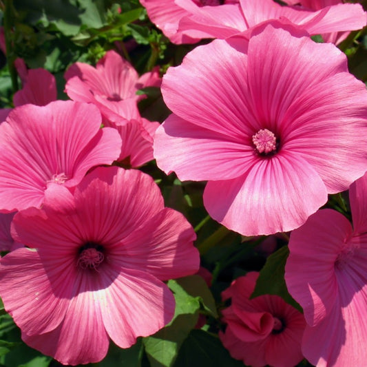 Lavatera Trimestris Love Lines 30+ Seeds