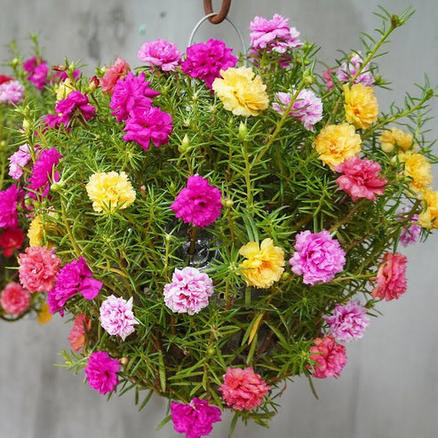 Portulaca Grandiflora Mix 100+ Seeds