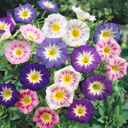 Convolvulus tricolor Minor Mix 20 Seeds