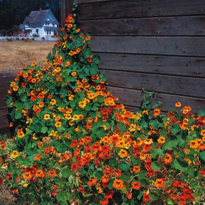 Imported Nasturtium Mix 10 Seeds