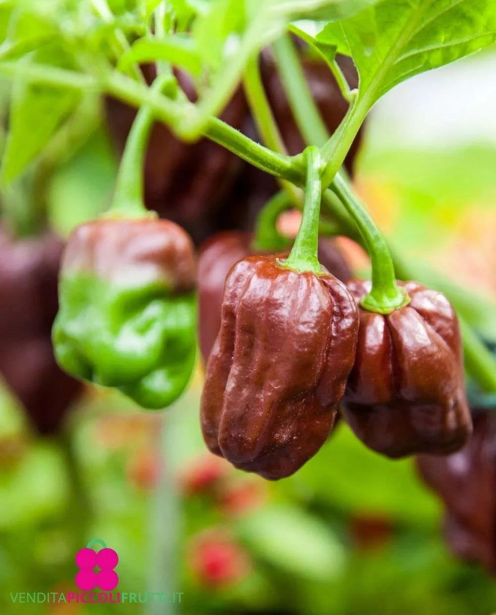 Hortus Organic Chocolate Habanero Pepper