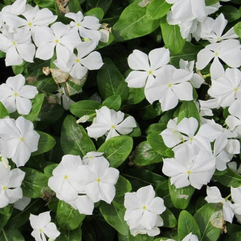 Vinca Pure White Dwarf 30+ Seeds