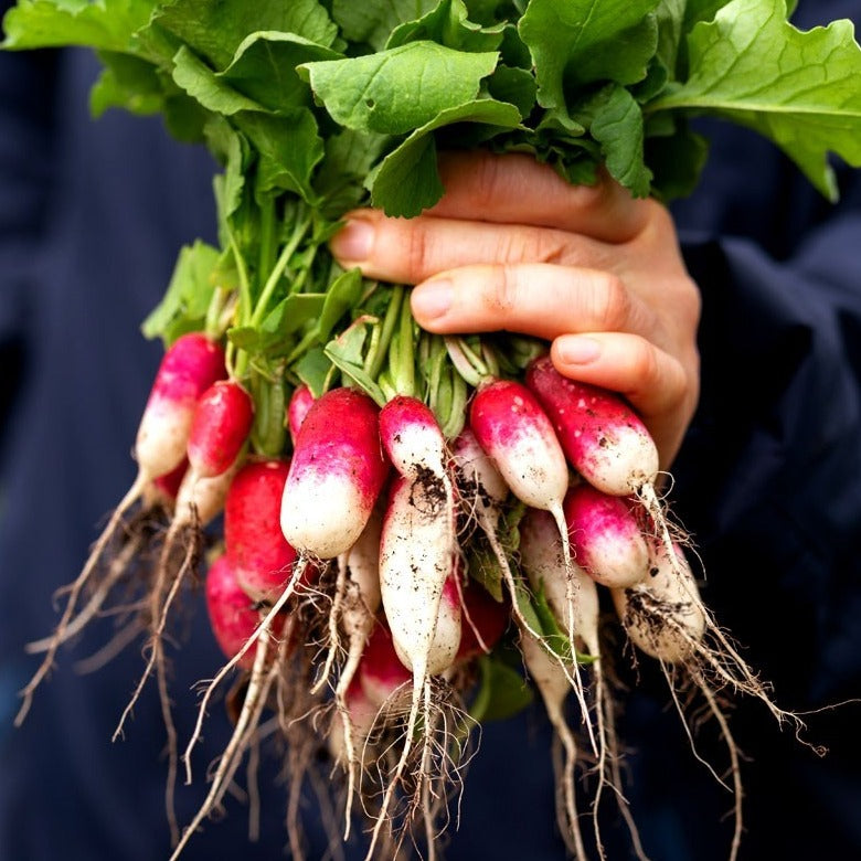 Flambyont Radish 30+ Seeds