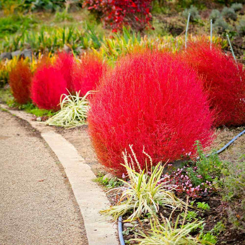 Kochia Red Globe 30+ Seeds