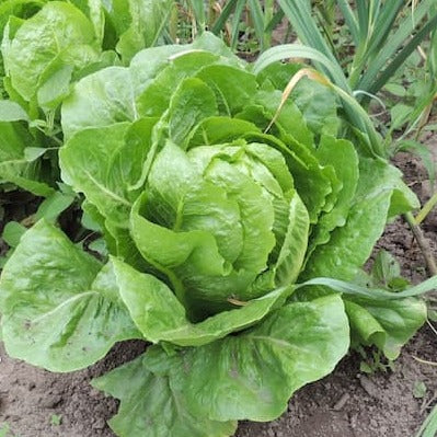 F1 Hybrid Romain Lettuce 50+ Seeds