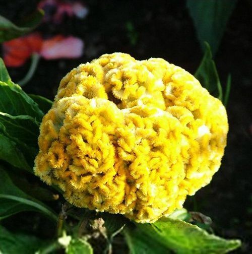 Celosia Cristata Cockscomb Golden Yellow Dwarf 50+ Seeds