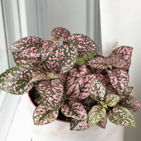 Hypoestes Pink Polka Dwarf 50+ Seeds