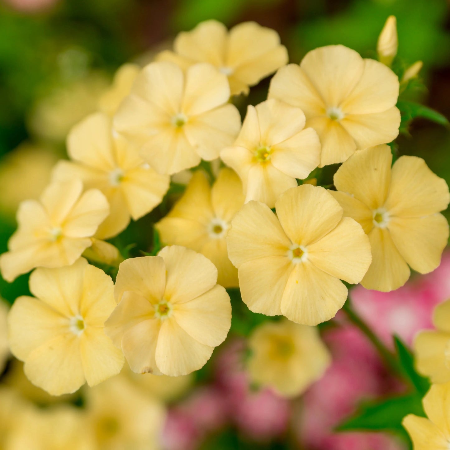 Imported Phlox Yellow 20+ Seeds