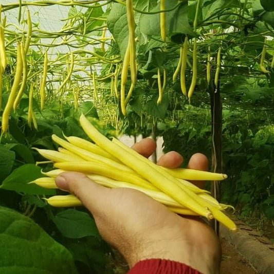 Yellow Pole Bean 10 Seeds