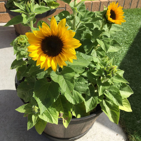 Sunflower Yellow Pygmy Dwarf 15 Seeds