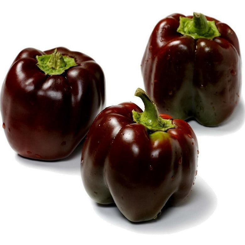 Chocolate Capsicum 10 Seeds