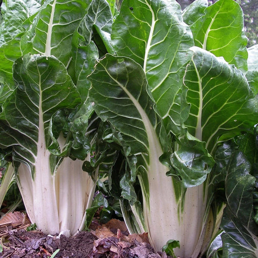 Swiss Chard 30 Seeds