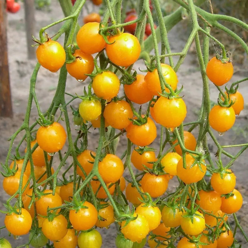 Hortus Organic Pomodoro Golden Cherry Tomatoes