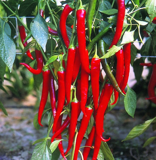 Hortus Peperone Cayenna Peppers