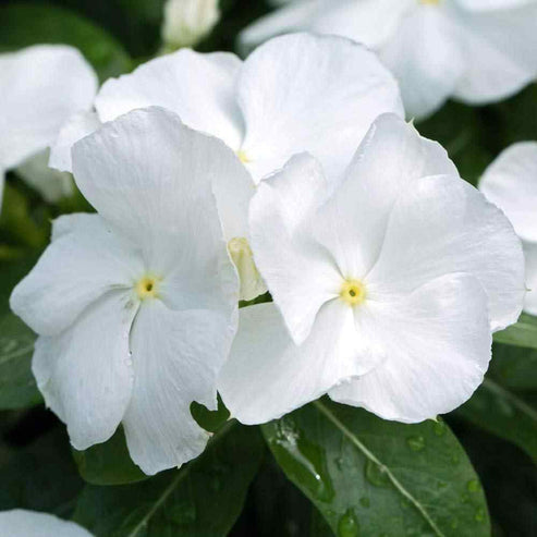 Vinca Pure White Dwarf 30+ Seeds