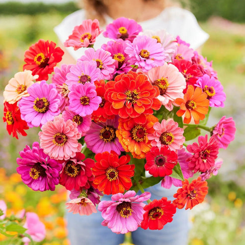 Zinnia Elegans Dahlia Mix 20+ Seeds