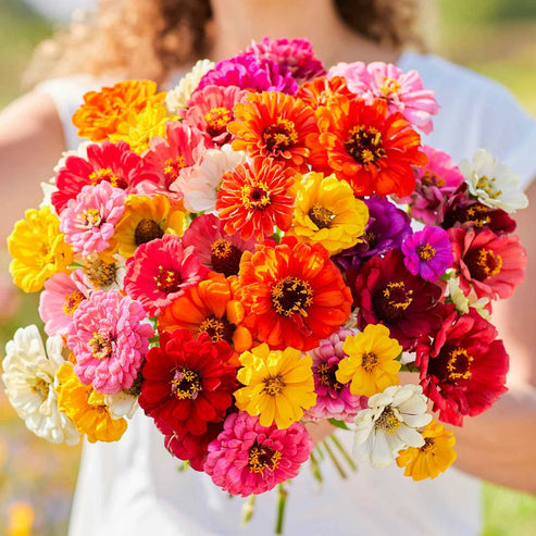 Zinnia Super Yoga Mix 20+ Seeds