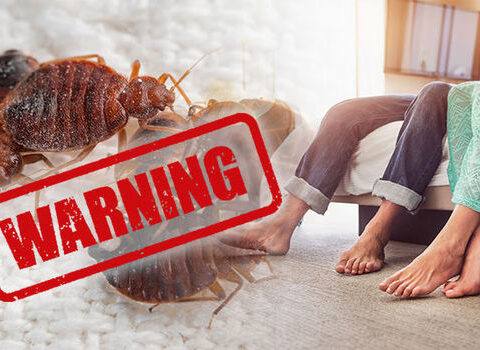 bed-bug-signs-holiday-advice-860558